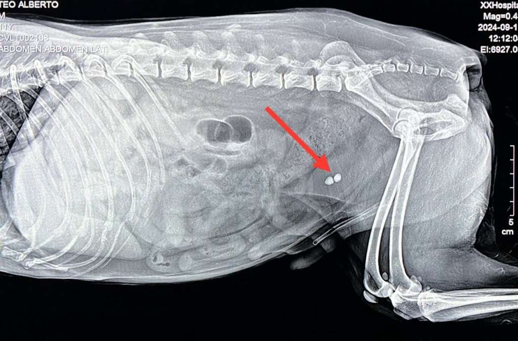 Radiologia digital directa 2