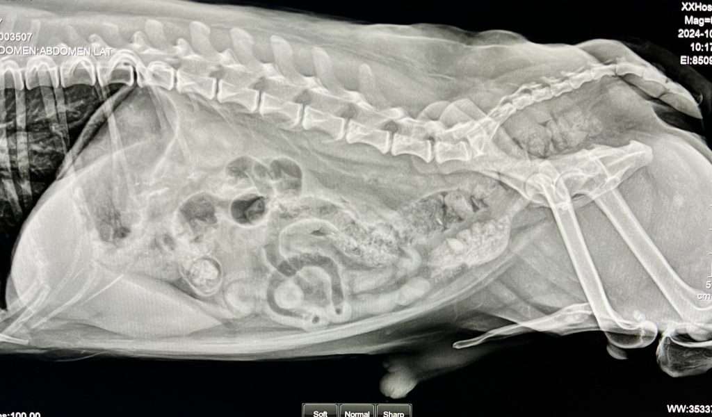Radiologia digital directa 1 