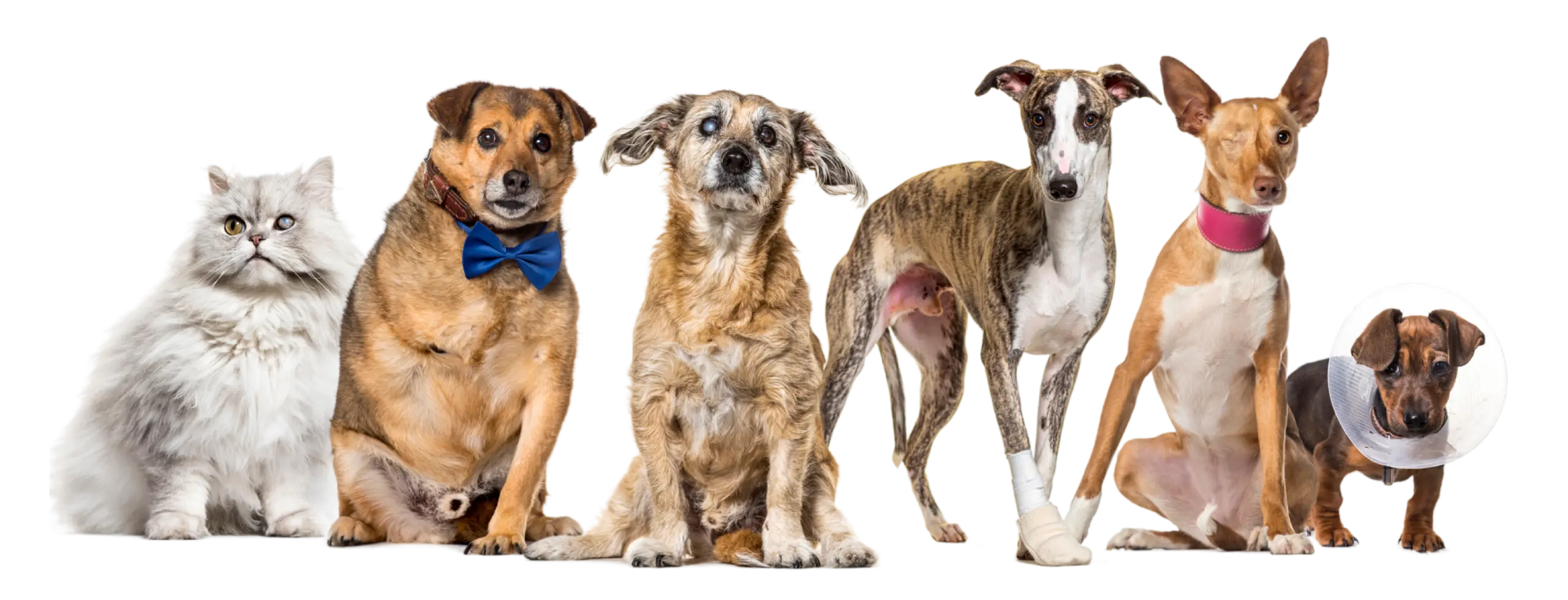 Emergencias Veterinarias 24 Horas