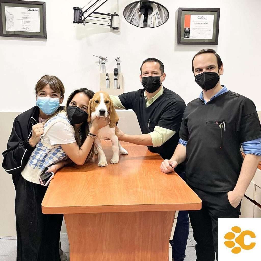 Parvovirus Canino