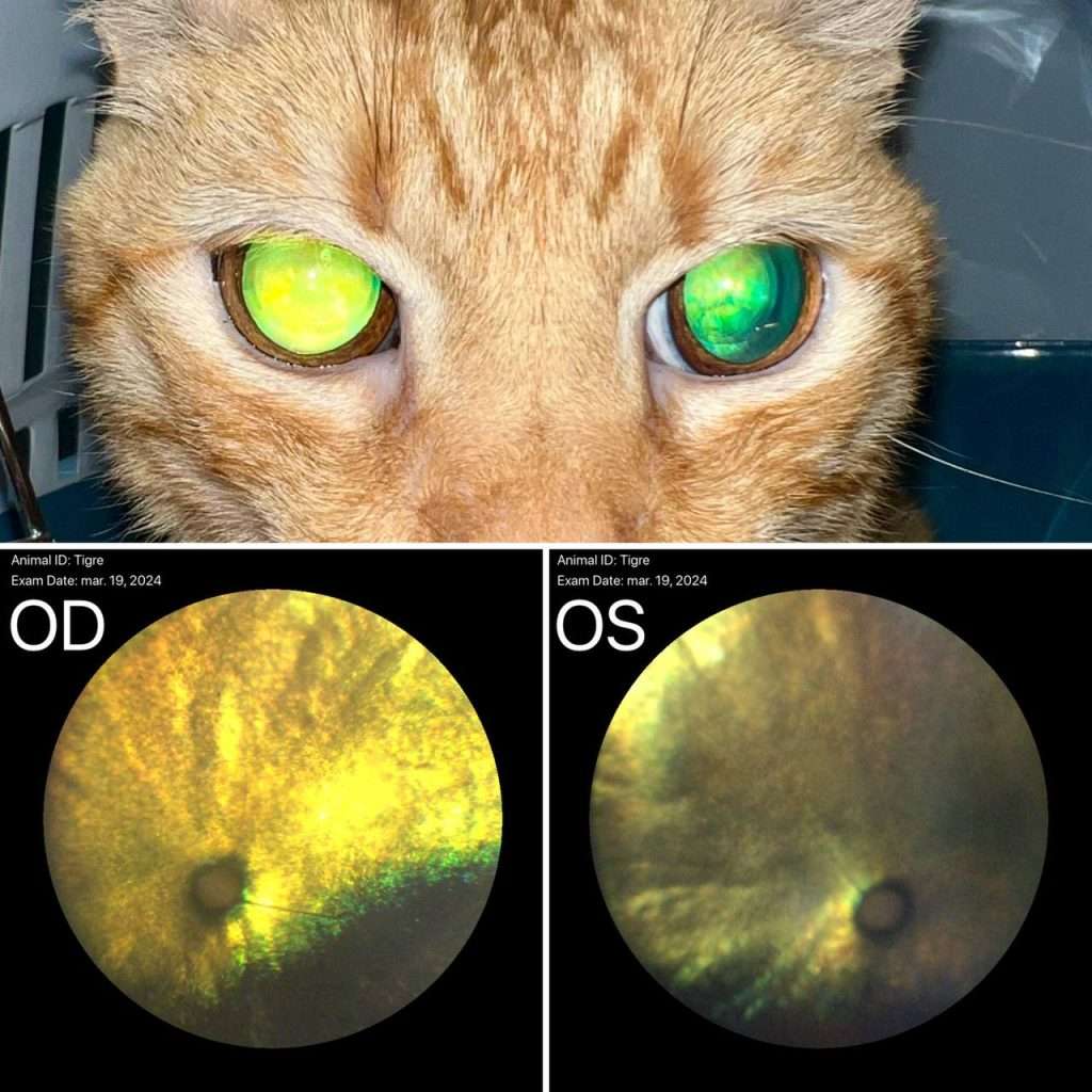 Oftalmología Veterinaria