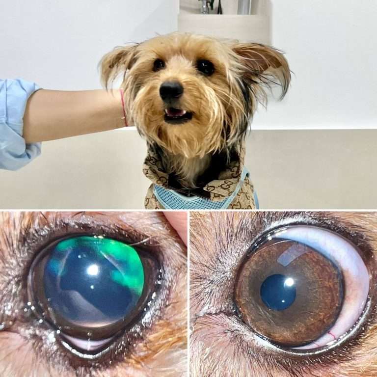 Retinografía Veterinaria
