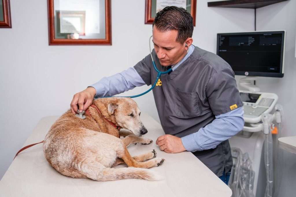 Emergencias Veterinarias