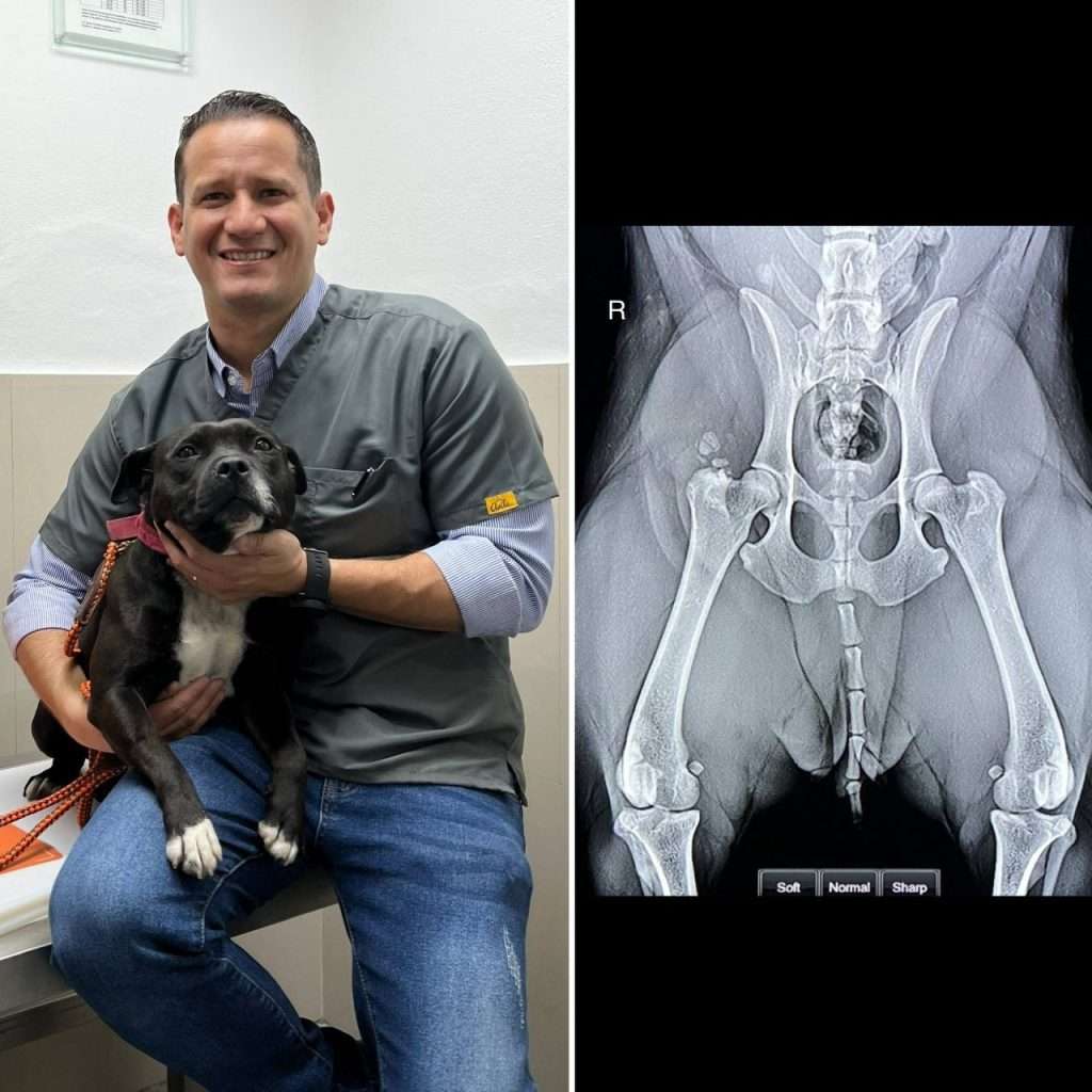 Imagenología para Emergencias Veterinarias