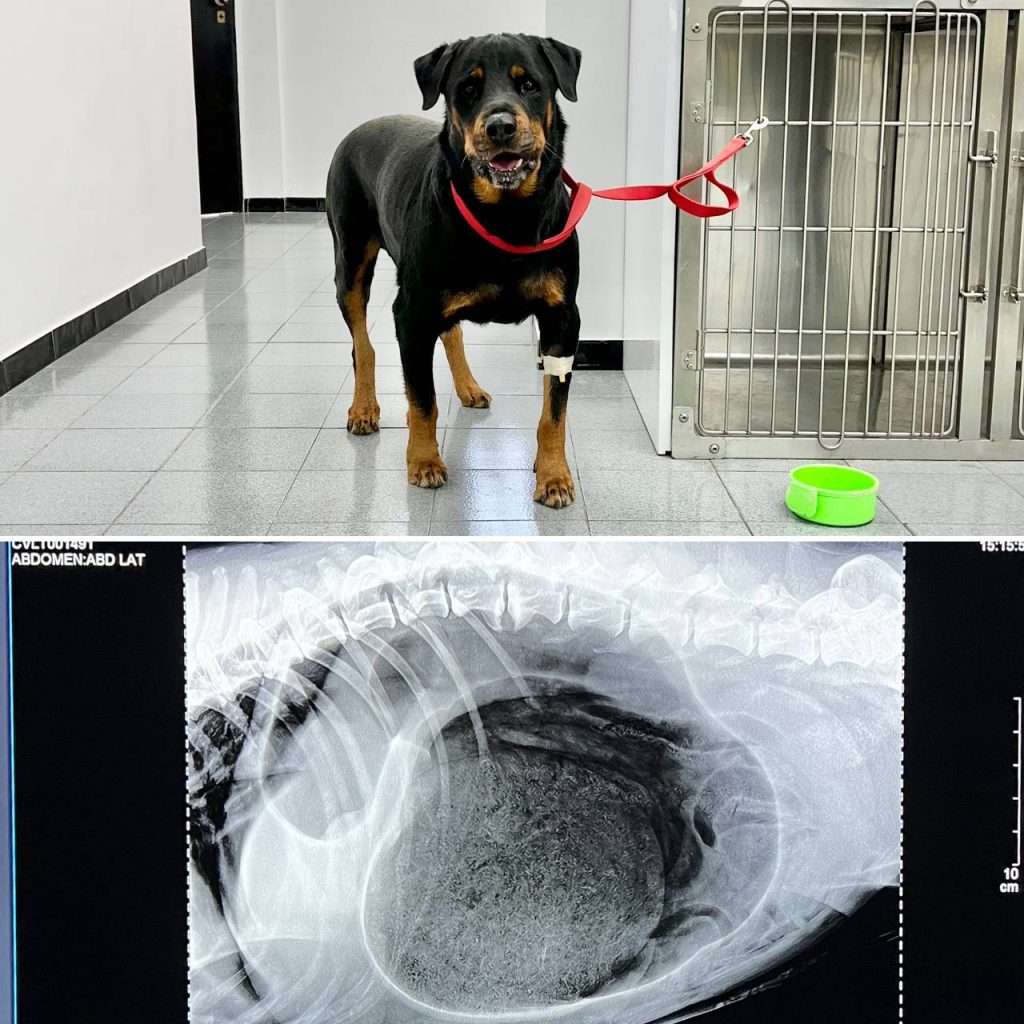 Radiología Digital Directa para Emergencias Veterinarias