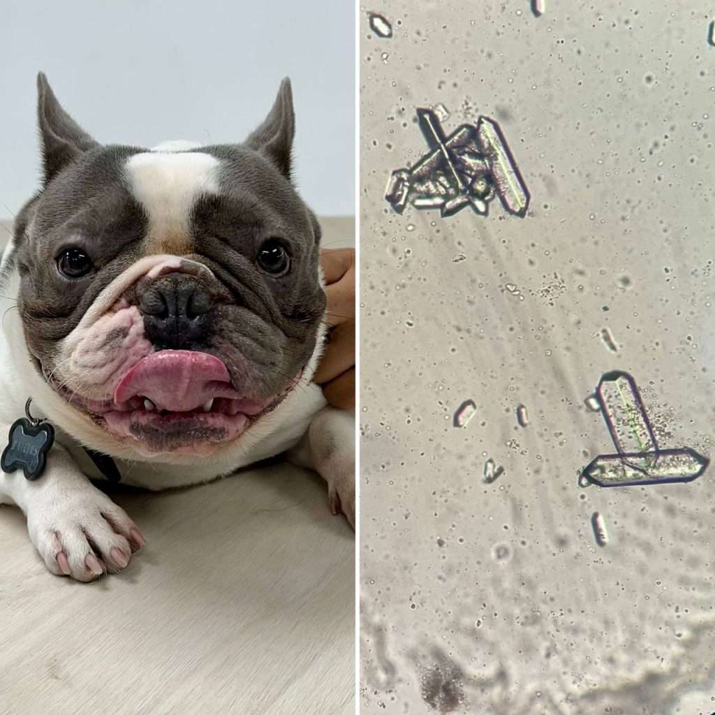 Laboratorio Veterinario de Emergencia