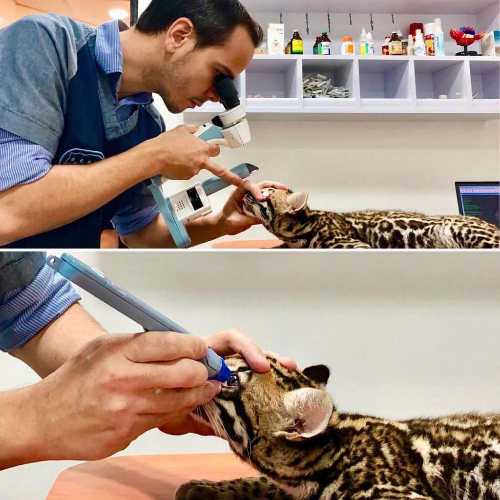 Presión Intraocular. Ojos rojos en mascotas