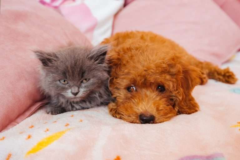 Piometra en Perras y Gatas
