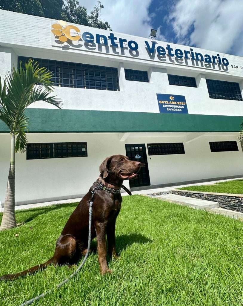 Clínica veterinaria en caracas-2