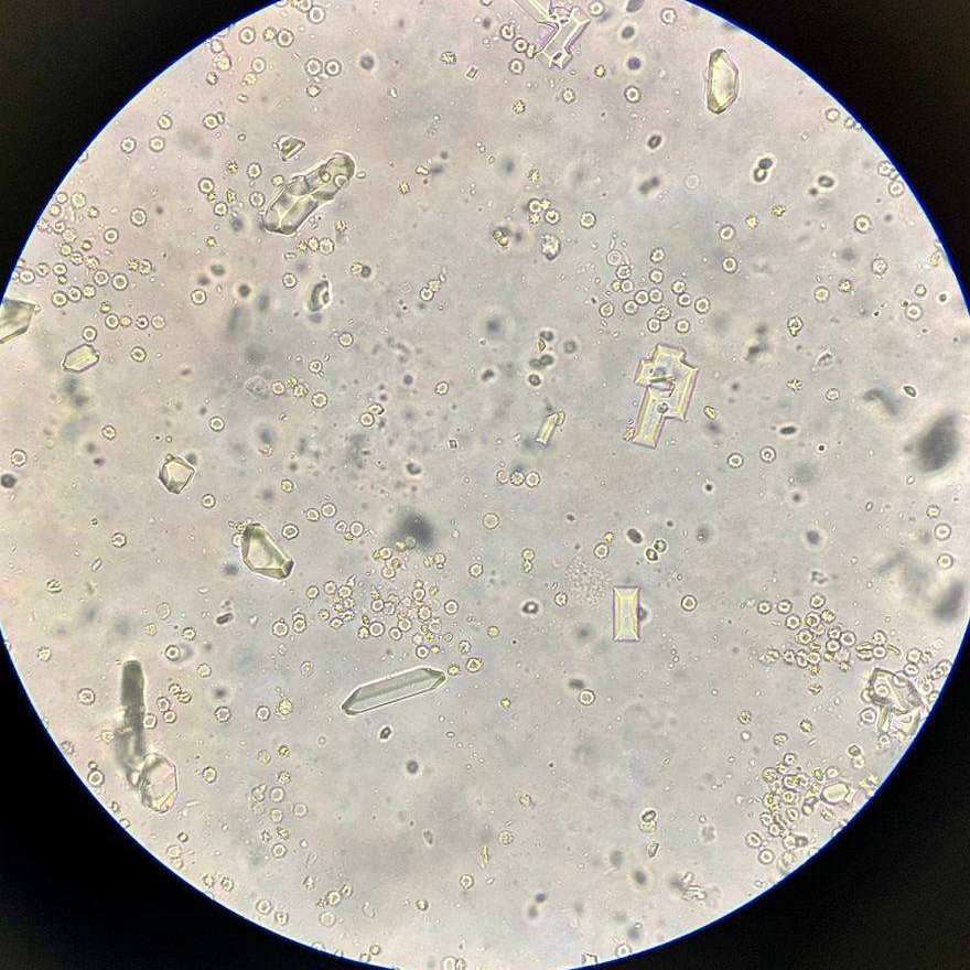 Oftalmología Veterinaria 1