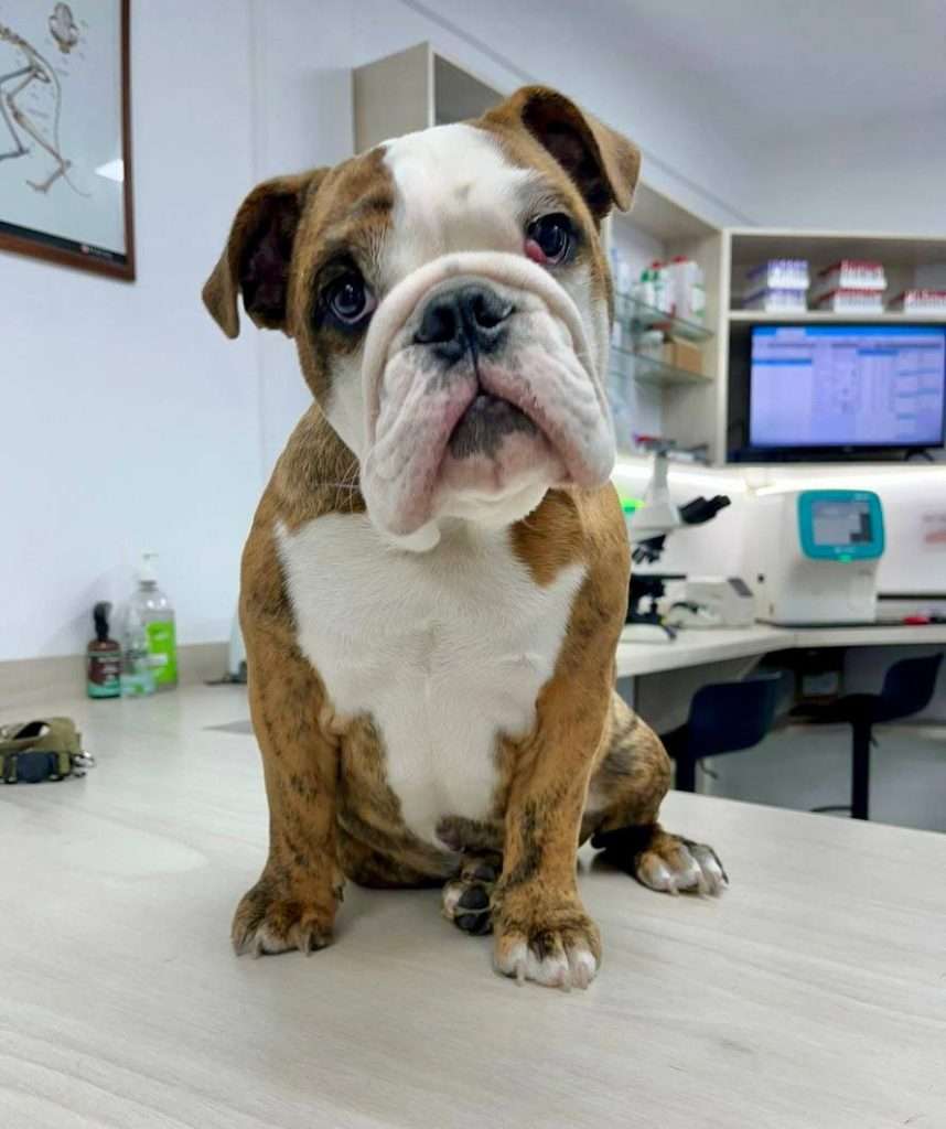 Clínica veterinaria en caracas-3