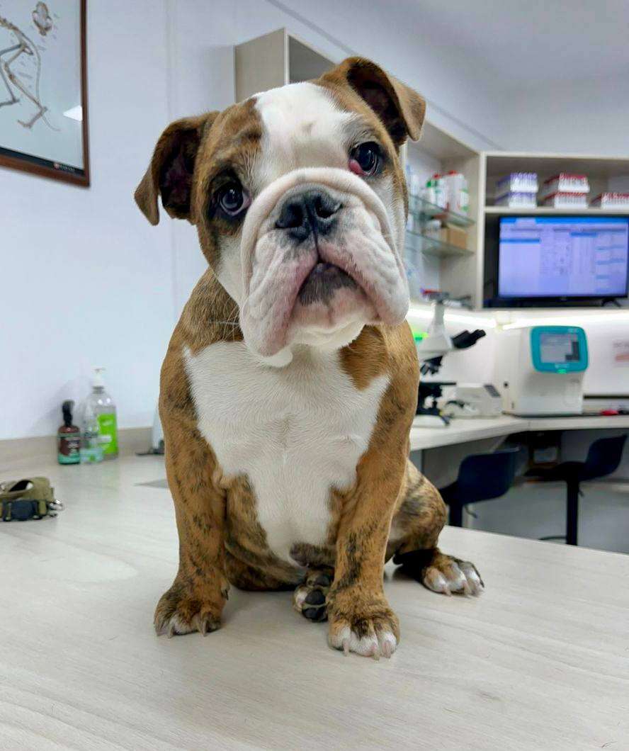 Clínica veterinaria en caracas-3