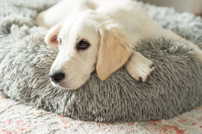 Parvovirus Canino Emergencias Veterinarias