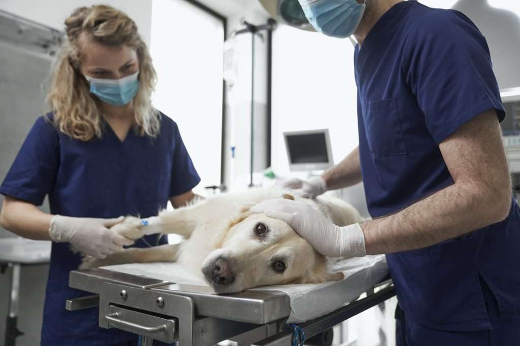 Perro siendo atendido por veterinarios profesionales