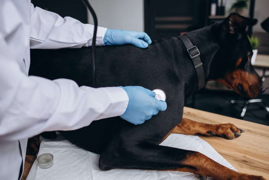 Emergencia Veterinaria en Caracas