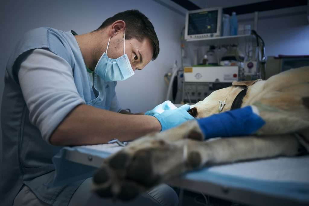 Emergencias veterinarias en Caracas
