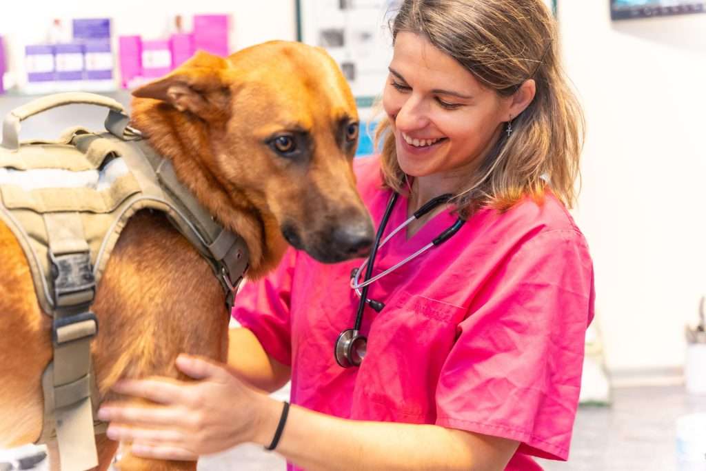 Erliquiosis canina emergencia veterinaria
