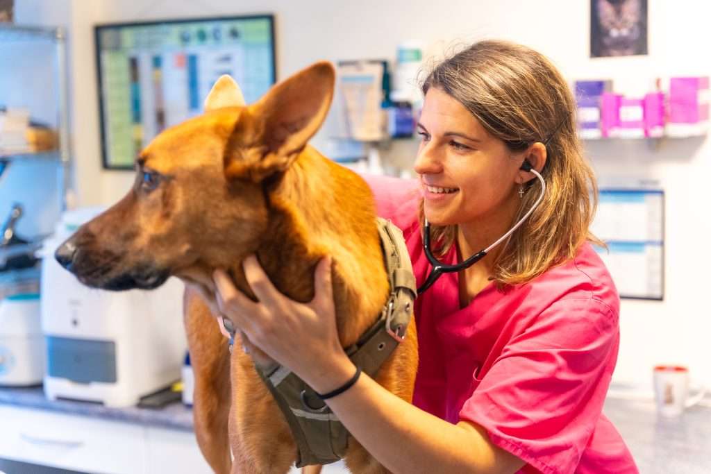 Erliquiosis canina emergencia veterinaria-2