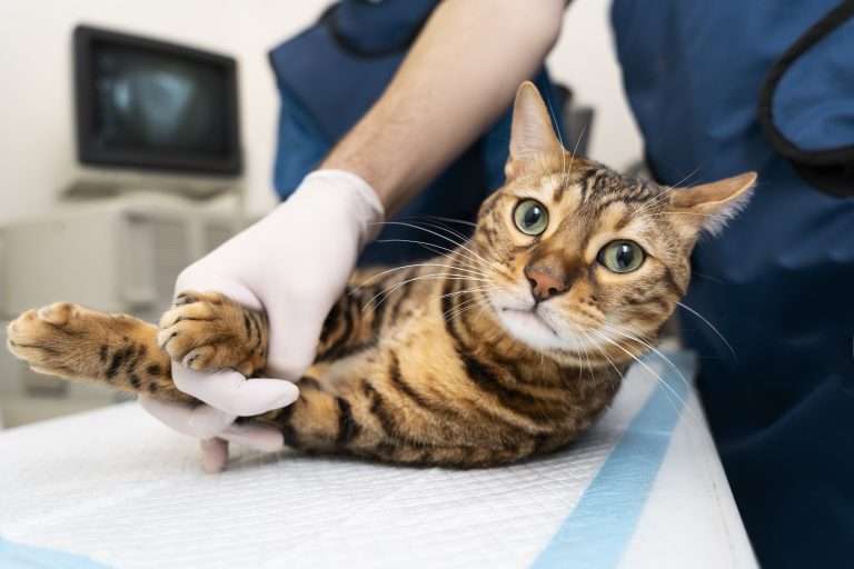 Vómitos y Diarreas en Mascotas - Emergencia Veterinaria - 1