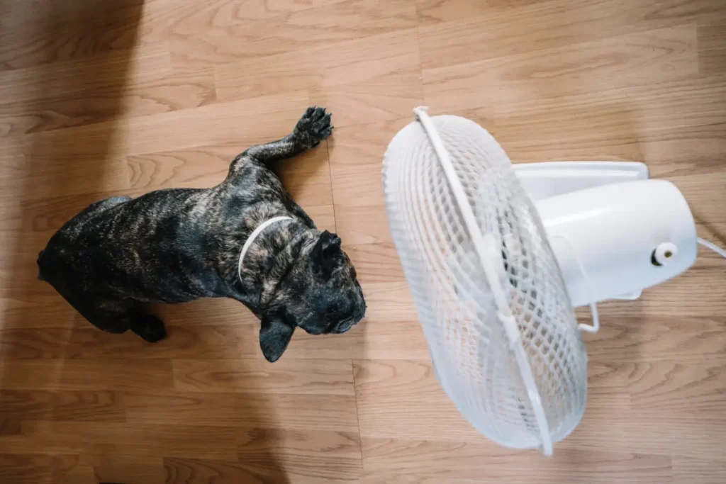 Golpe de Calor en Mascotas
