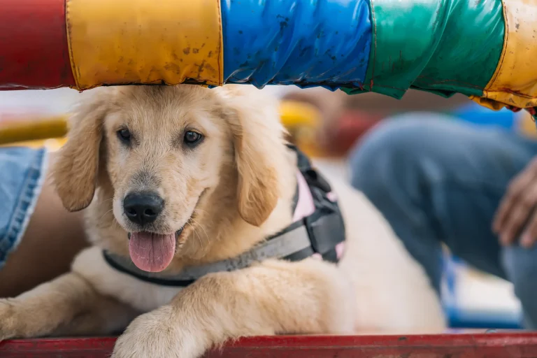 Golpe de Calor en Perros