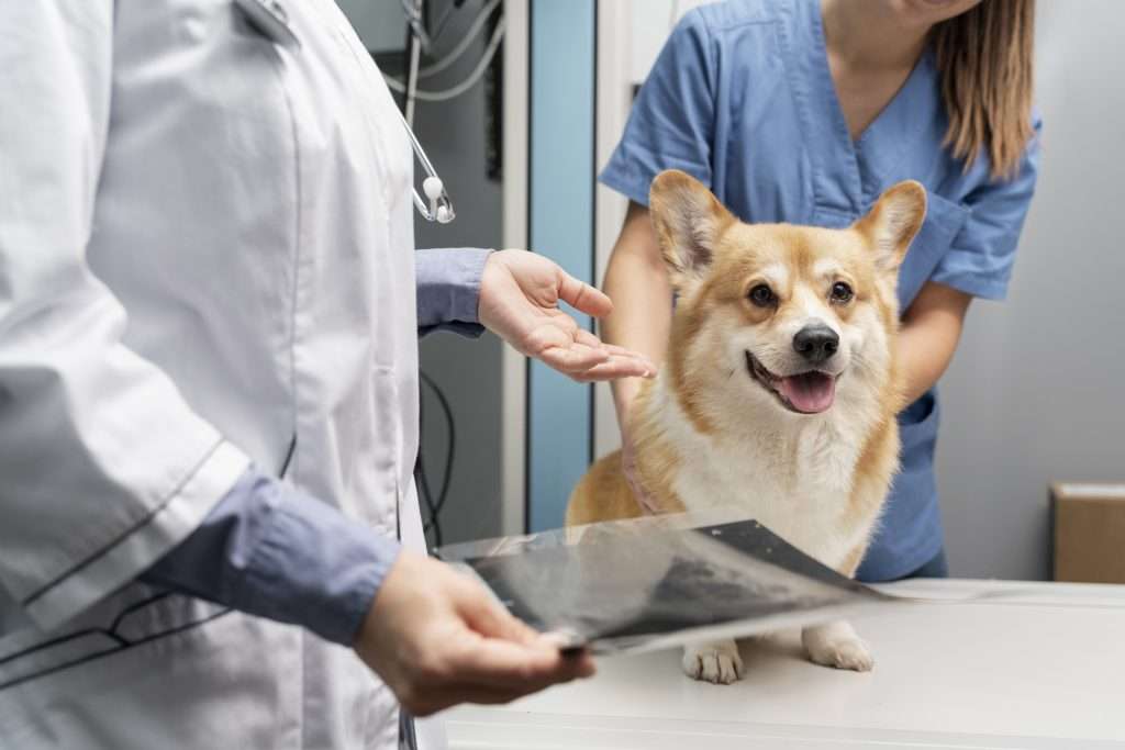 Vómitos y Diarreas en Mascotas - Emergencia Veterinaria - 2