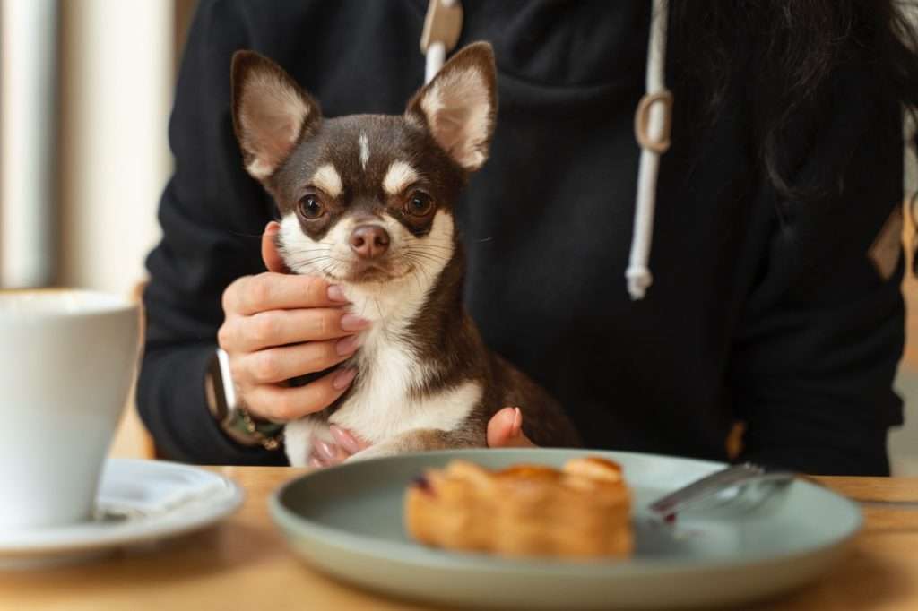 Perro observando alimentos tóxicos para perros y gatos