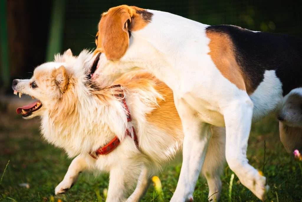 Urgencia Veterinaria en Caracas-mordida-3