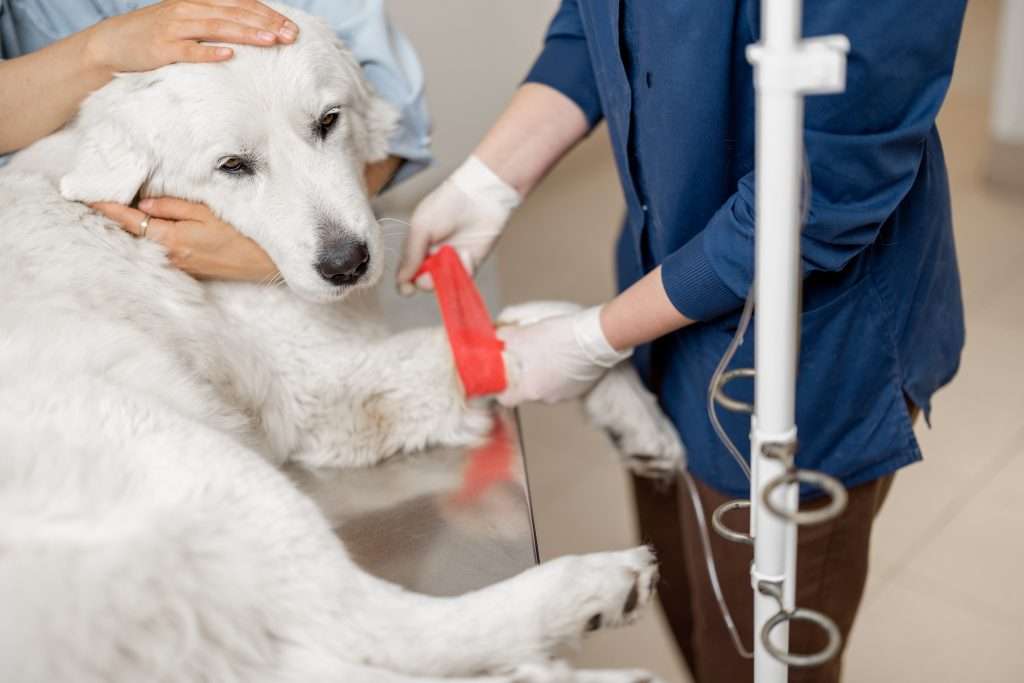 Urgencia Veterinaria en Caracas-mordida-4