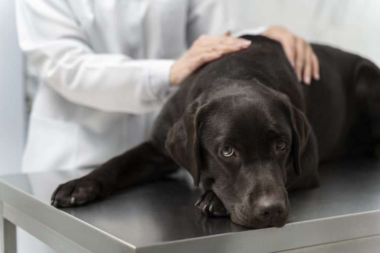 Perra siendo atendida por piometra en una sala de emergencia veterinaria en Caracas