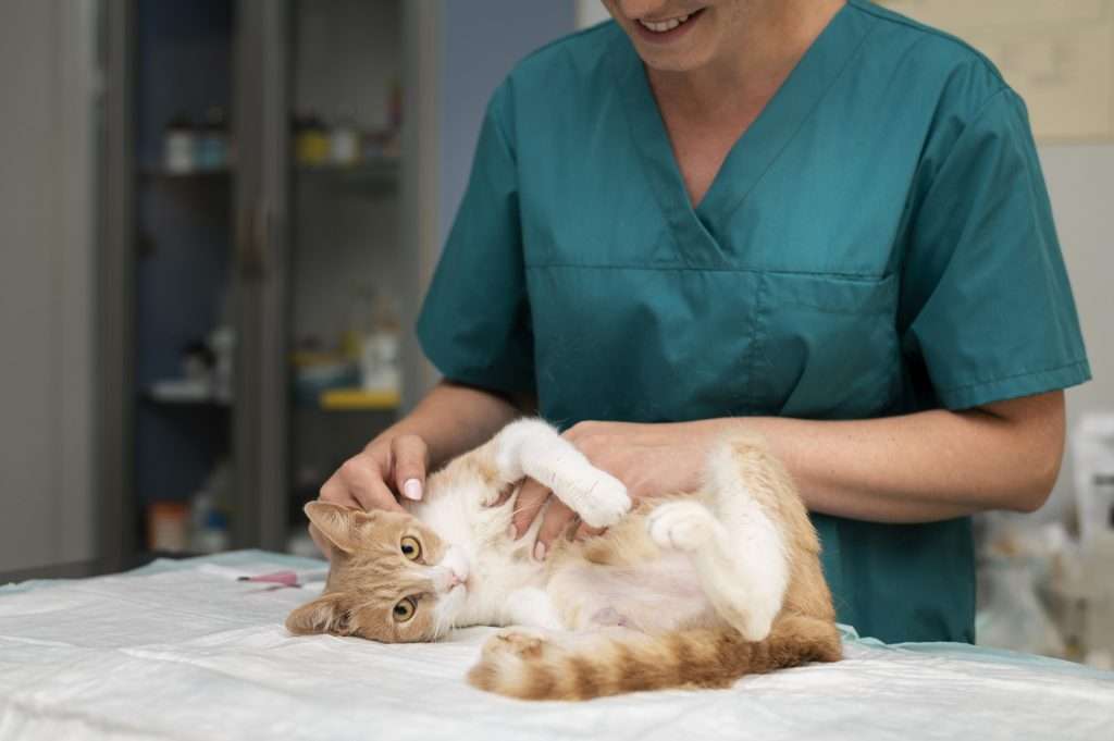 Gata siendo atendida en veterinaria por síntomas de piometra